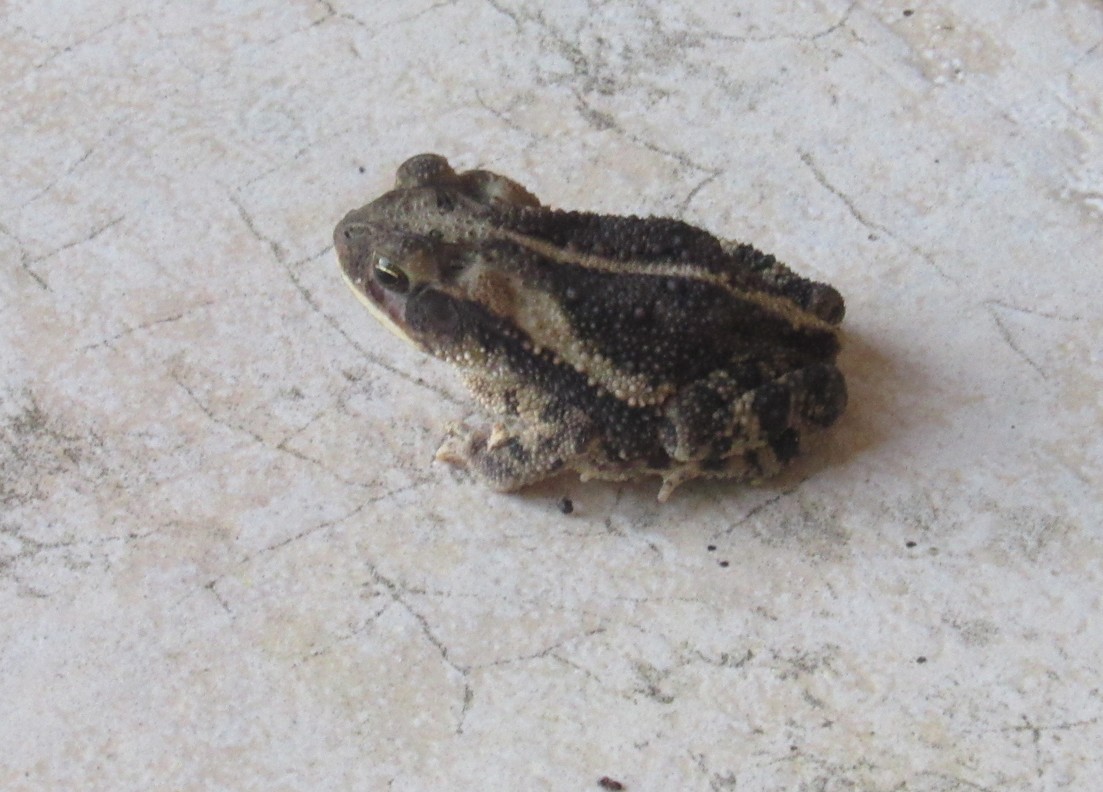 porch toad.jpg