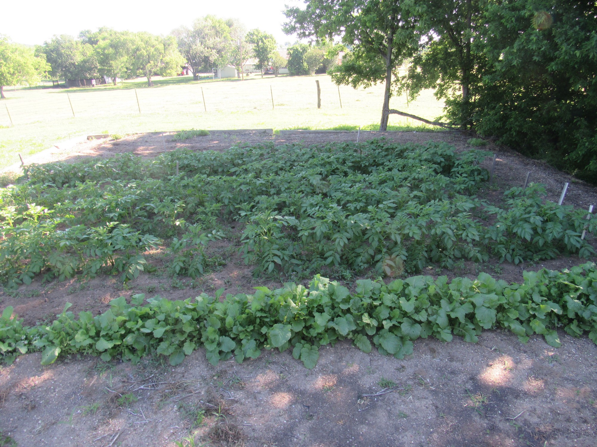 potato patch.jpg
