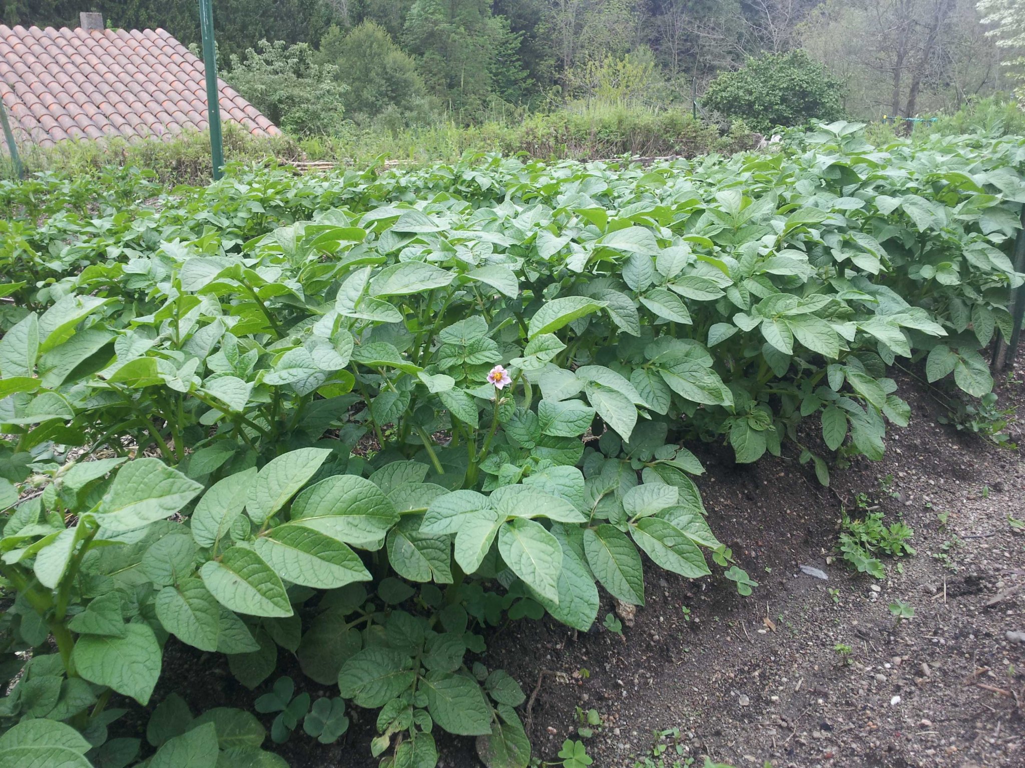 potflower.jpg