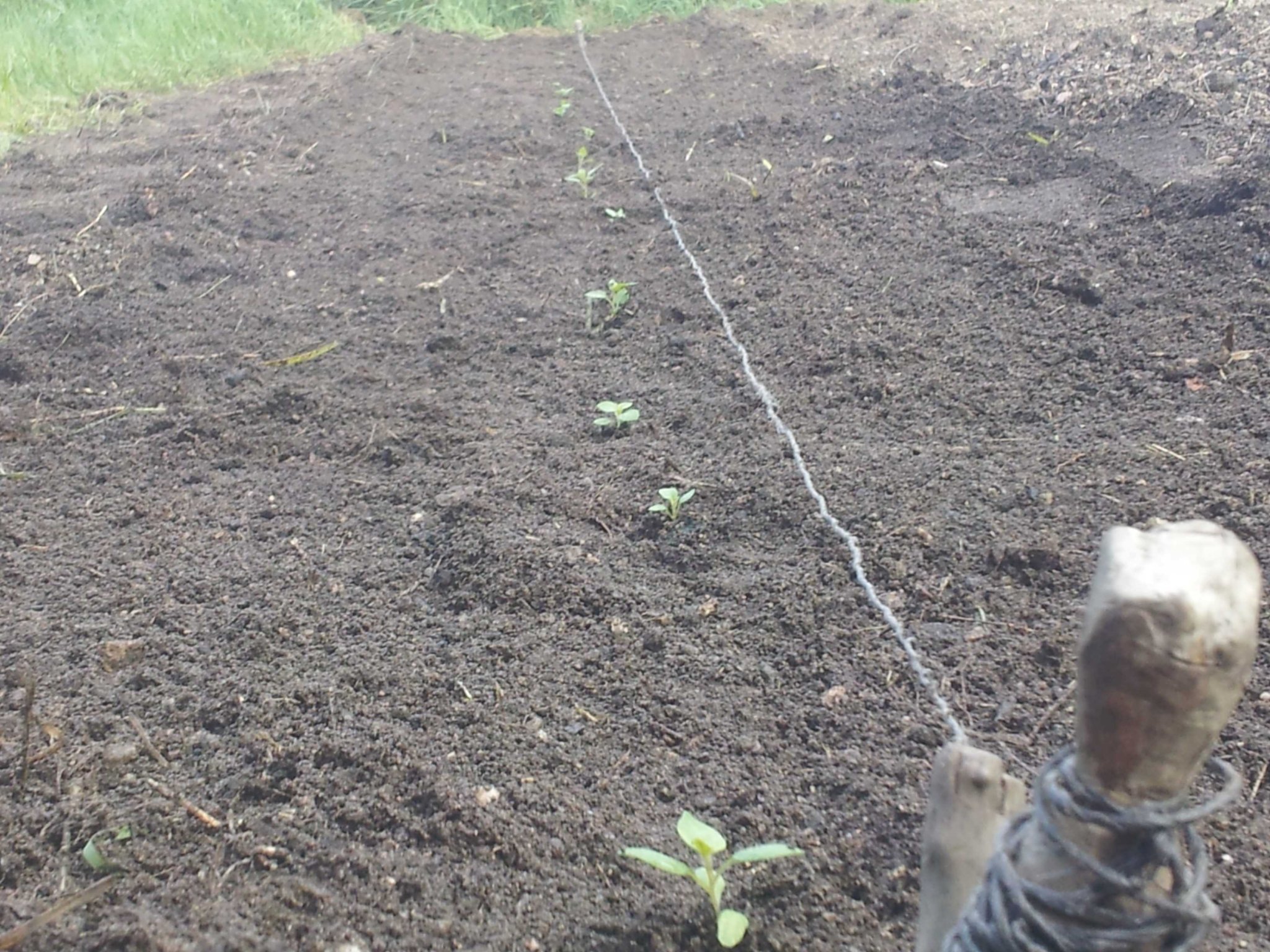 pots-planted.jpg