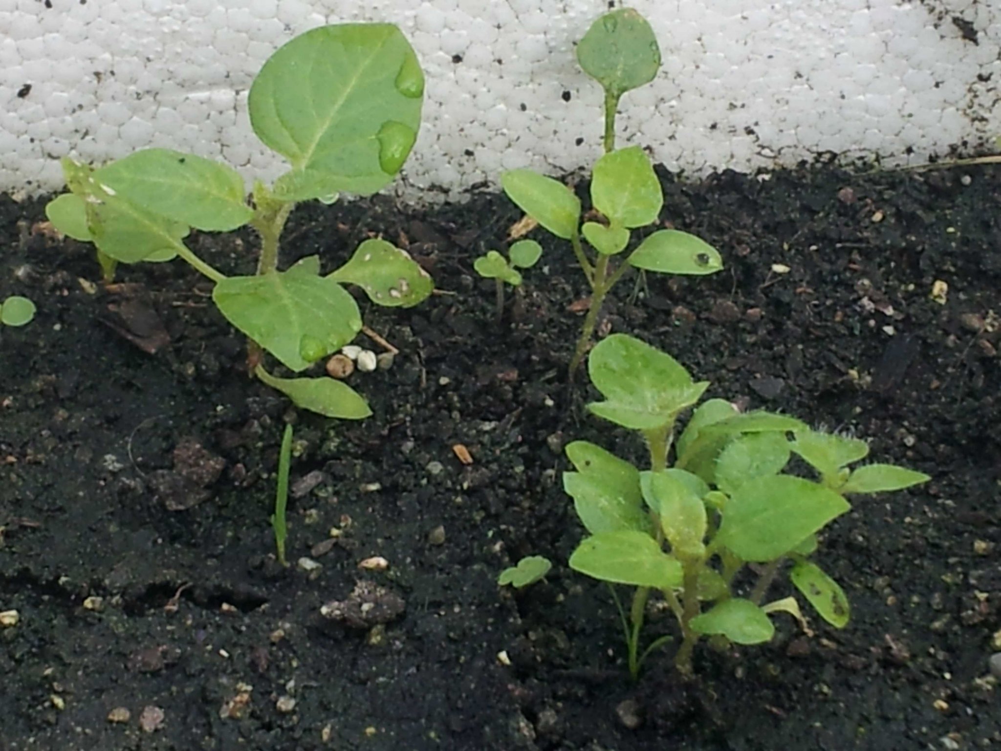 pots-ready.jpg