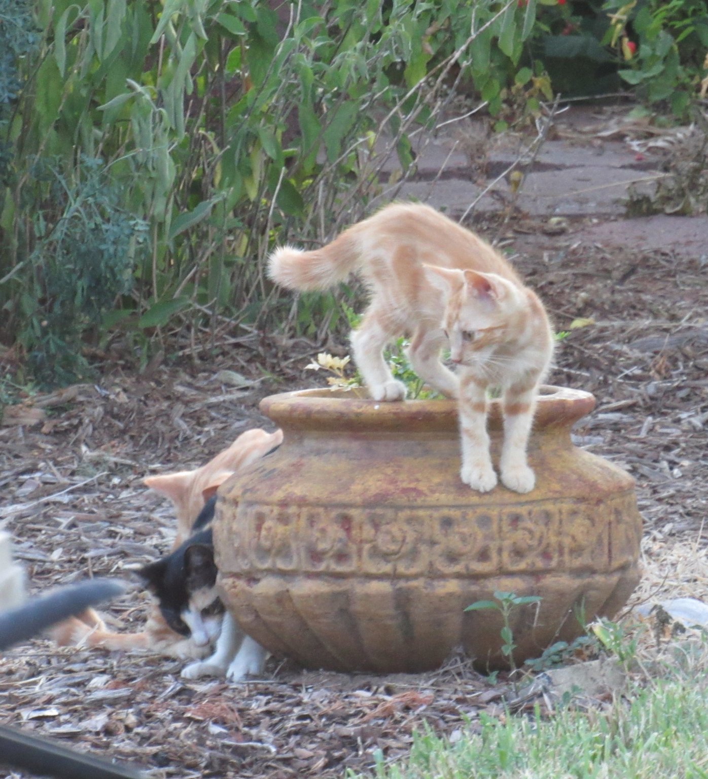 potted kittens.jpg