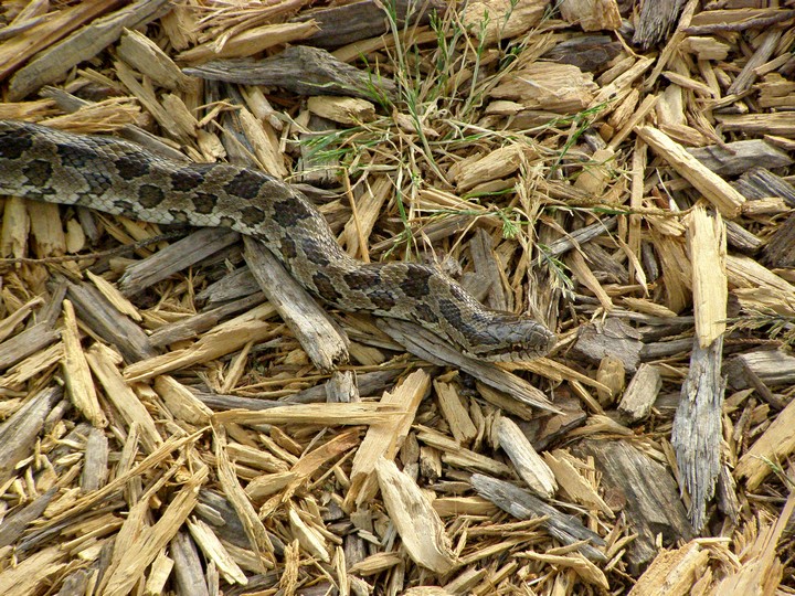 Prairie Kingsnake 1.jpg