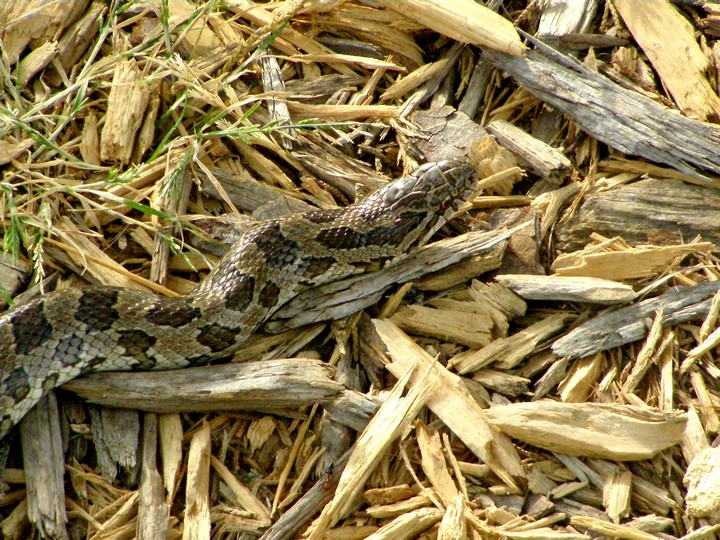 Prairie Kingsnake 2.jpg