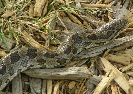Prairie Kingsnake 3.jpg