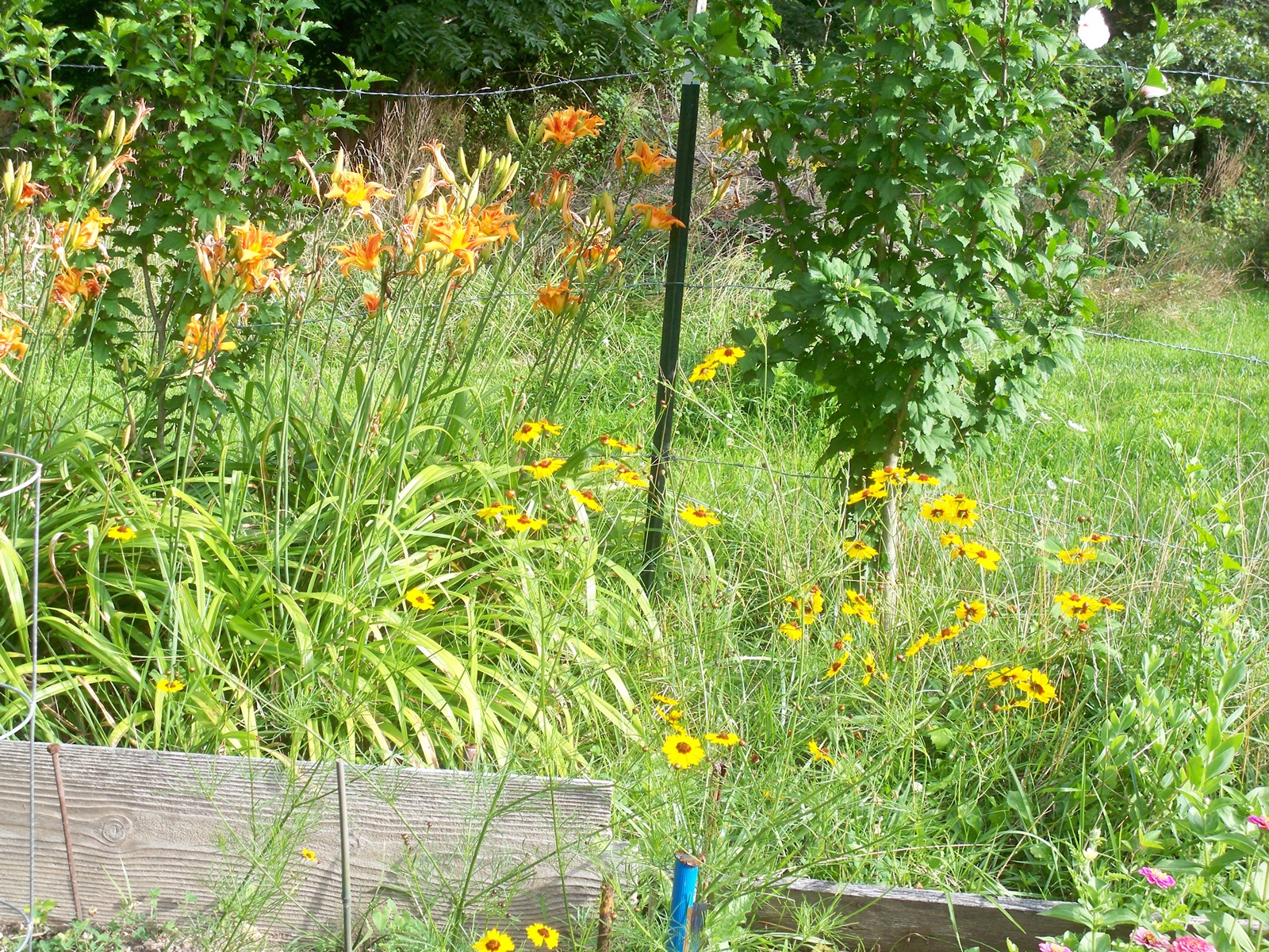 pretty wildflowers.a.14.JPG