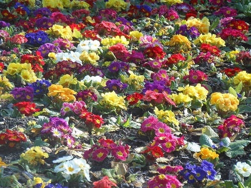 primulas2.jpg