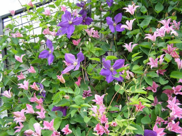 Princess of Albany and Jackamnii clematis (Medium) (2).JPG