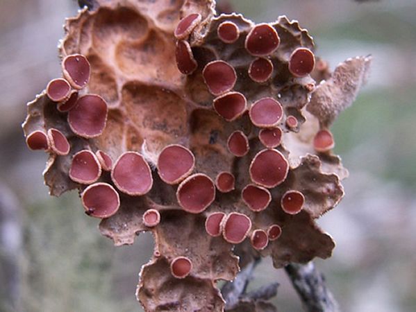 Pseudocyphellaria anthraspi.jpg