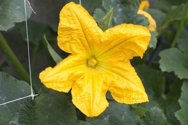 Pumpkin_Flower_Aug_15_.jpg
