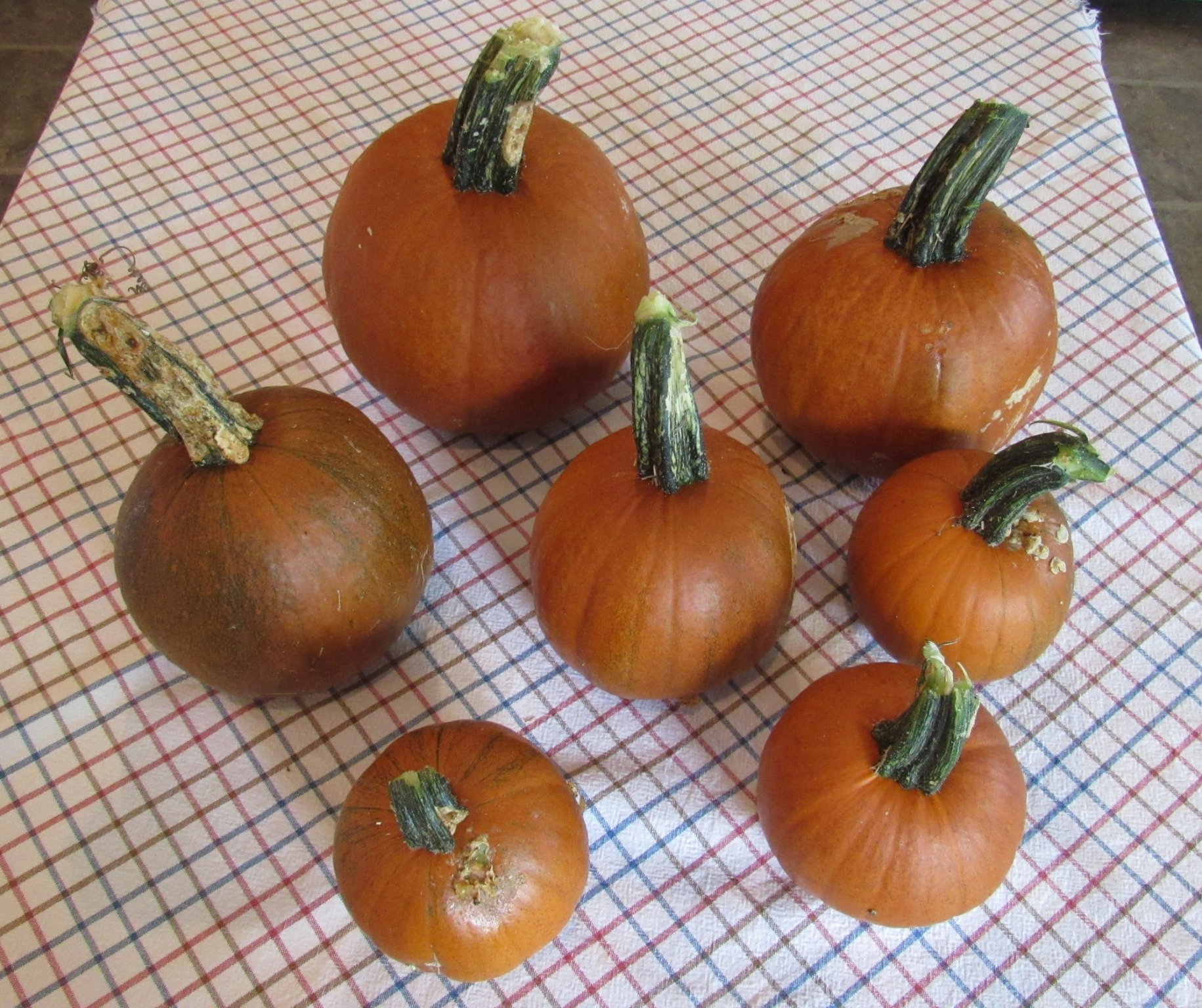 Pumpkins.jpg