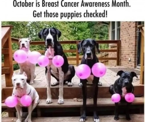 puppies.jpg