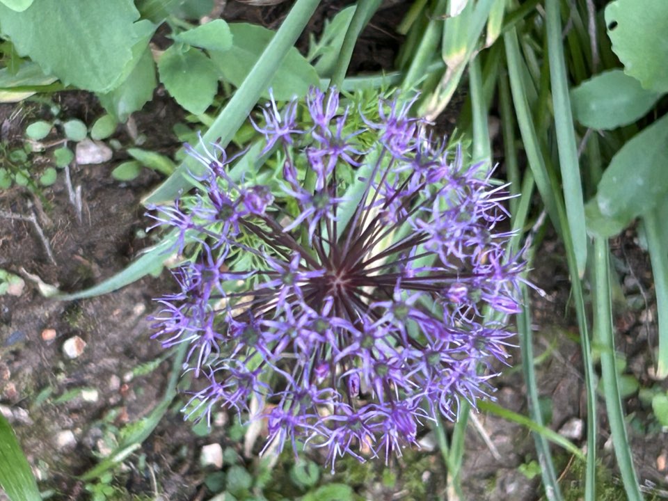purple allium.jpg