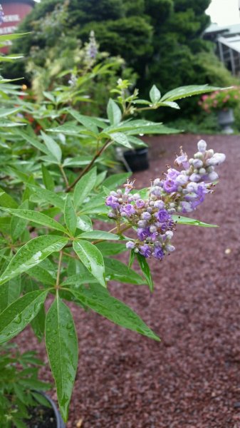 purple bug bane2.jpg