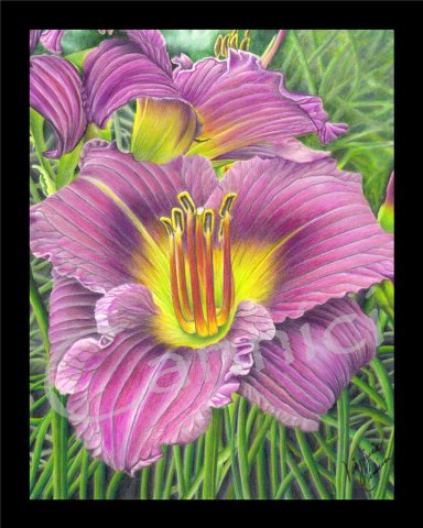 purple daylily small.jpg