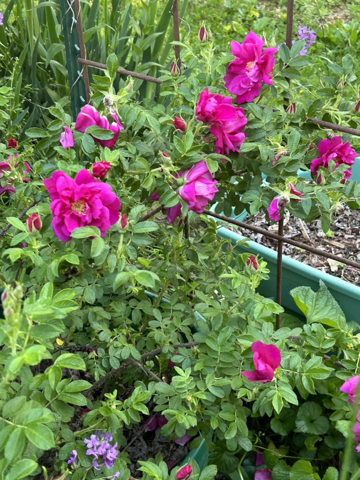 purple pavement rose.jpg