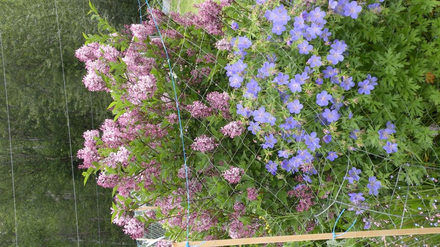 purples and blues.JPG