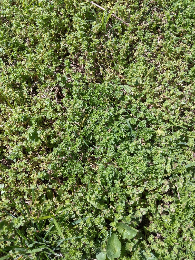 PXL_20210401_194654301_resize_38.jpg