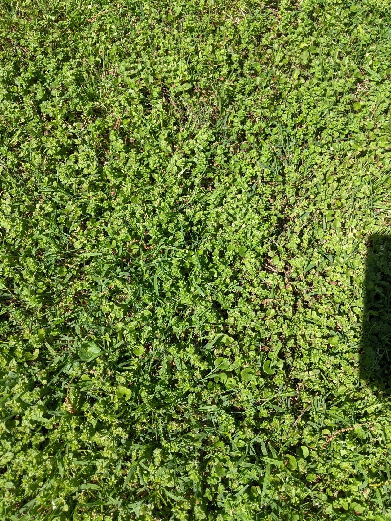 PXL_20210401_194704033_resize_78.jpg
