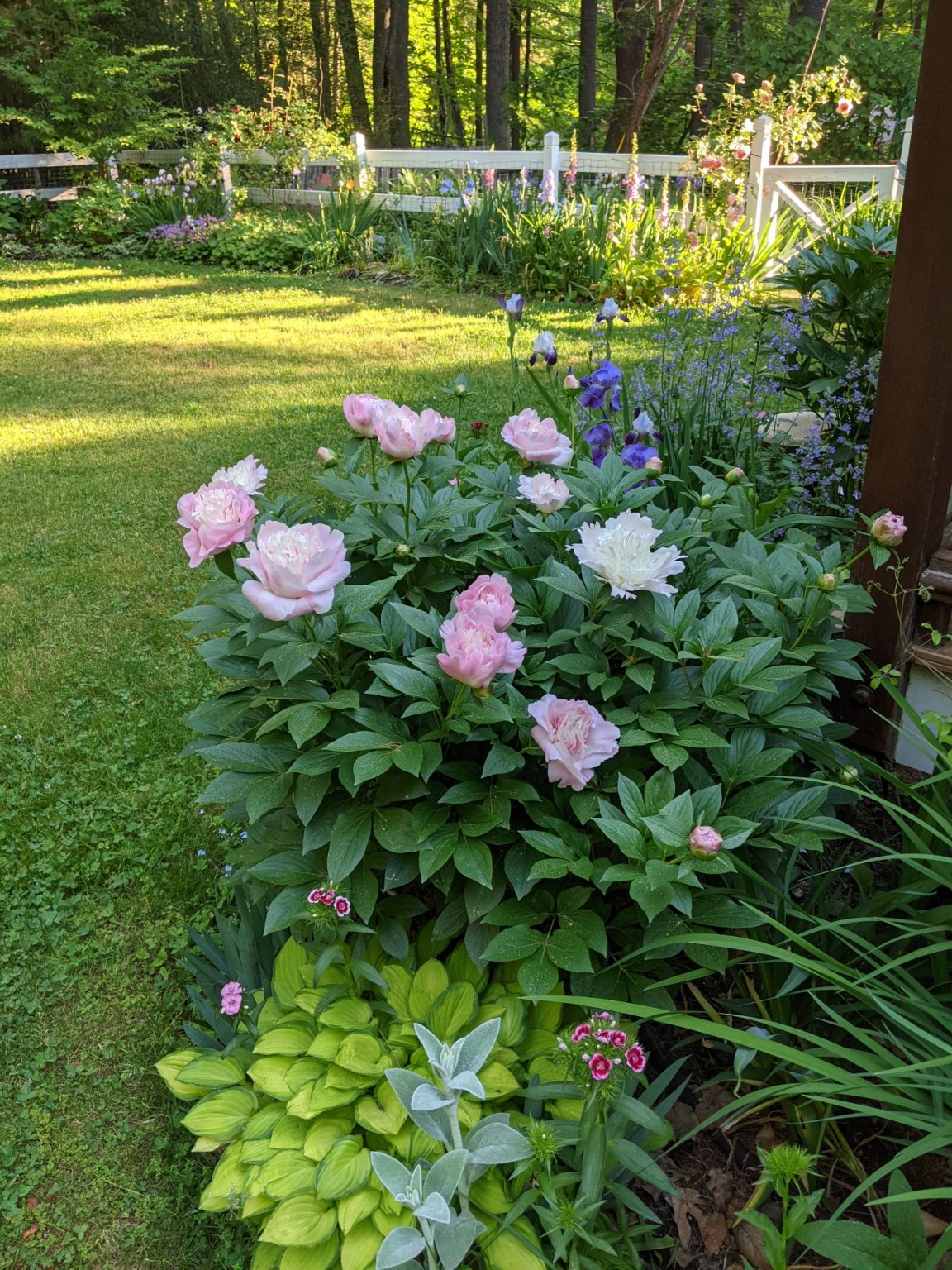 PXL_20210606_105625749.MP_compress72.jpg