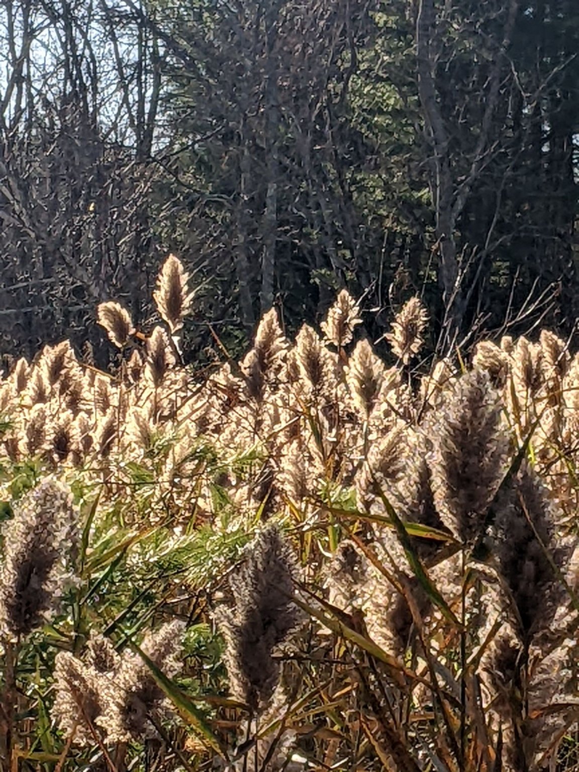 PXL_20221110_190605004.MP_compress47.jpg
