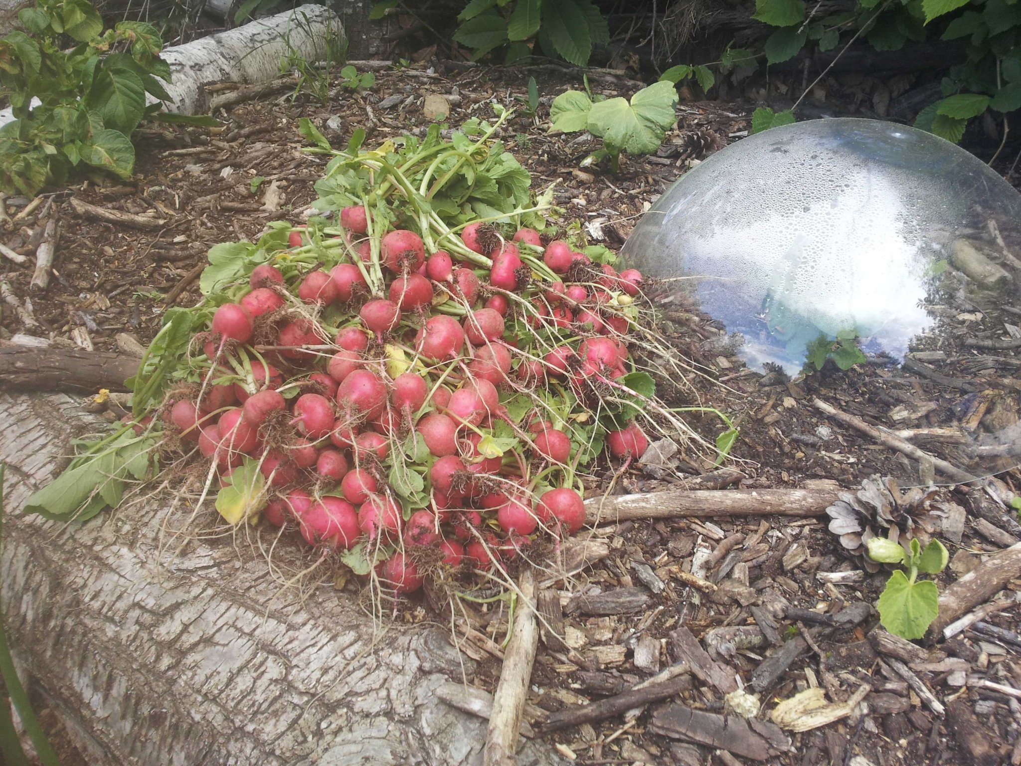 radishharvest.jpg