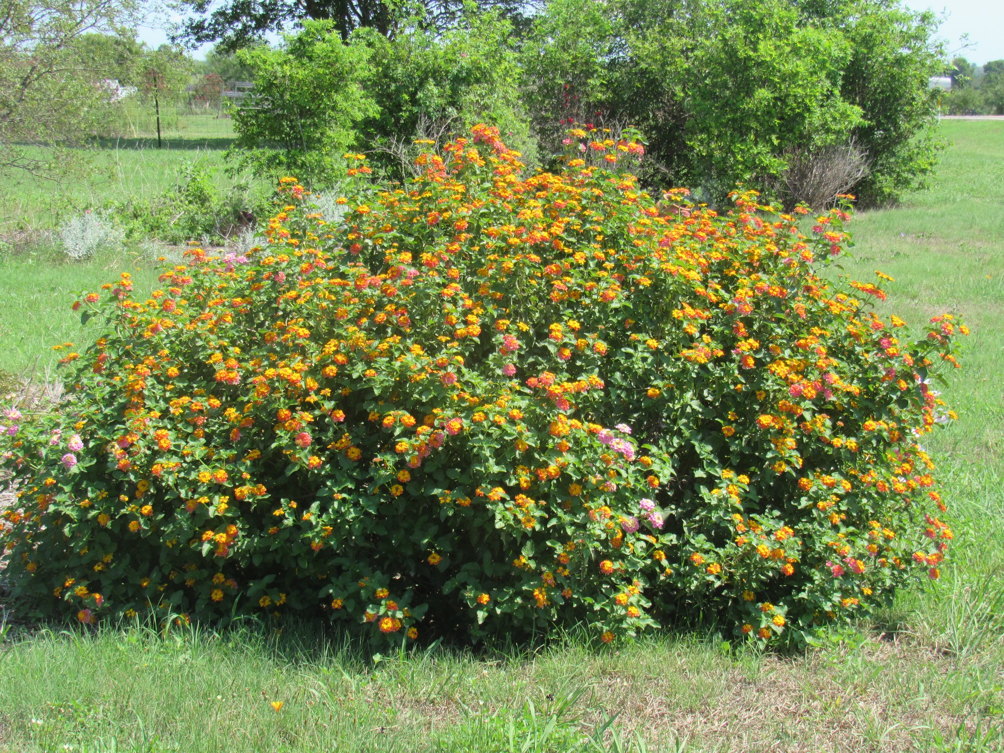 rain happy lantana.jpg