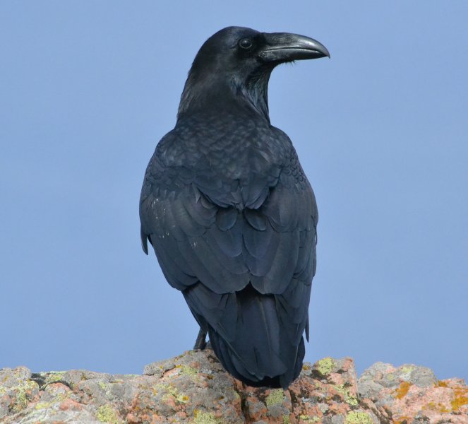 Raven.jpg