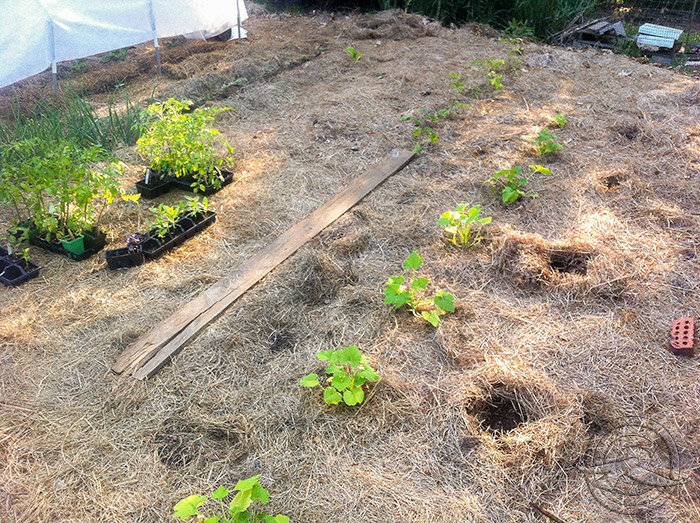 RearGarden_05012018_Iphone_IMG_2659.jpg