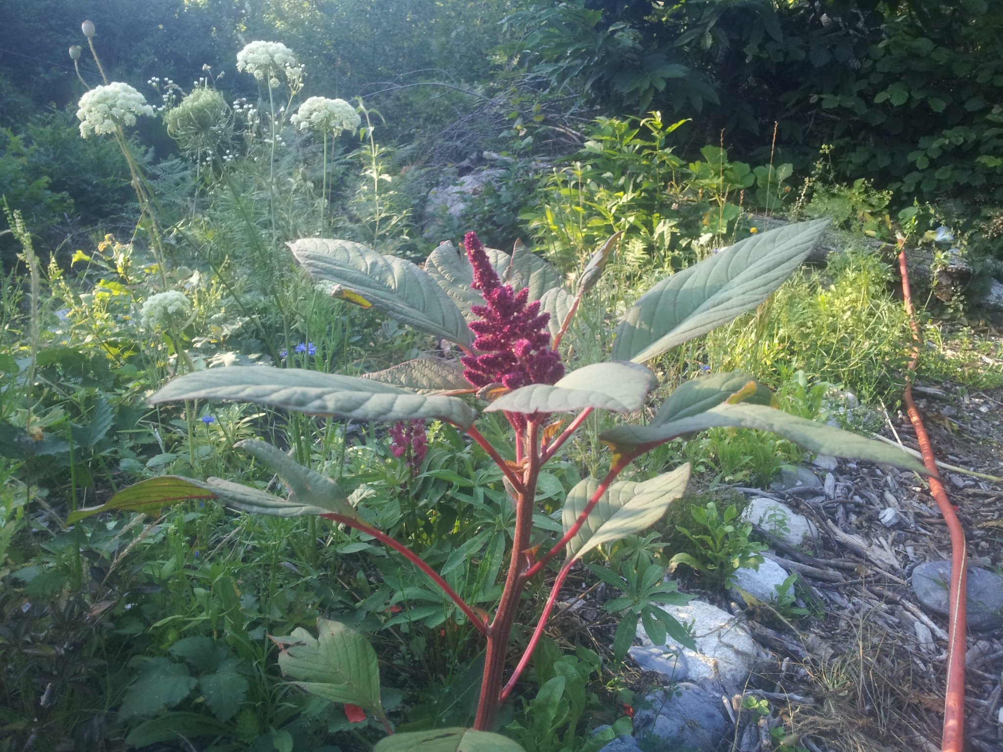 red-am.jpg