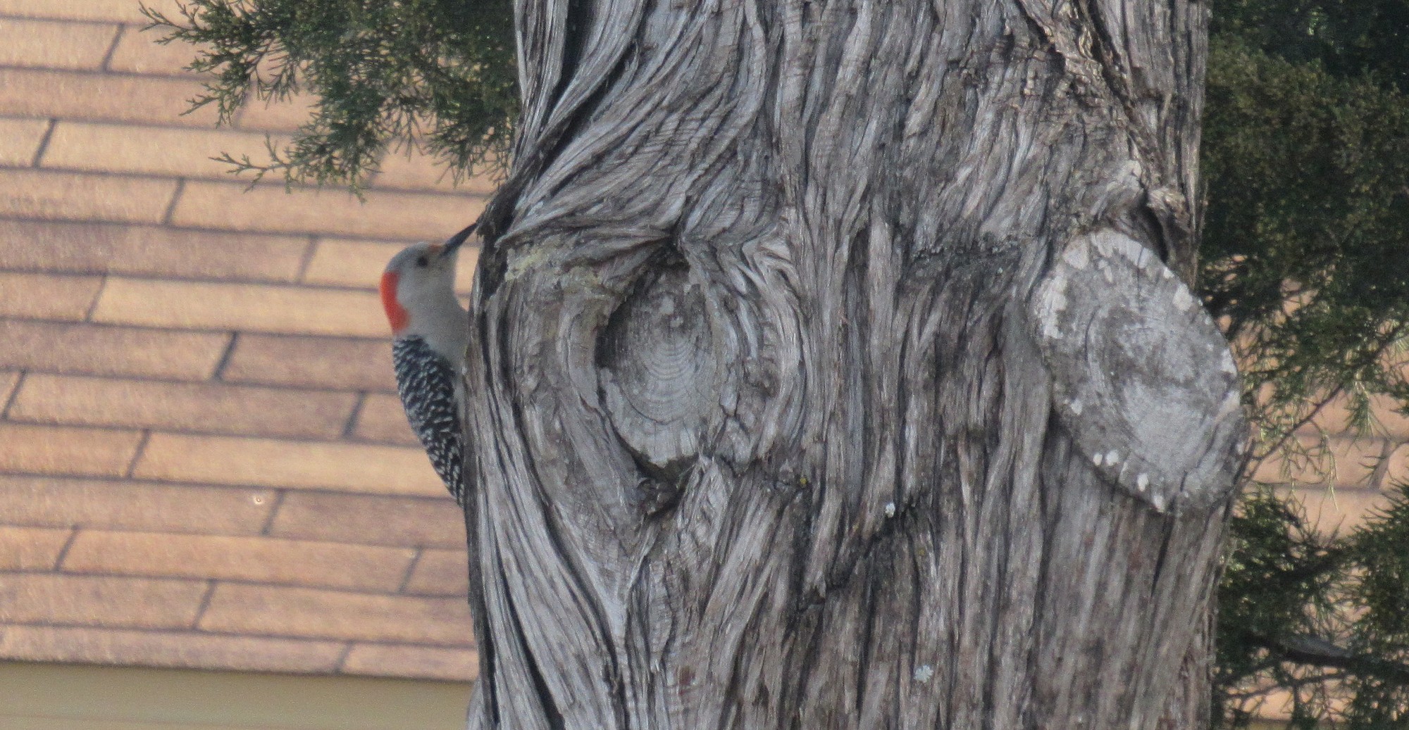 Red bellied.jpg