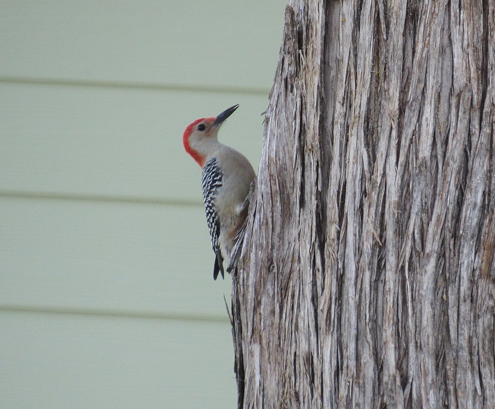 Red-bellied Woodpecker a.jpg