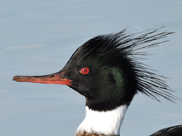 Red breasted merganser beak.jpg