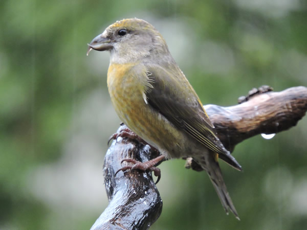 red crossbill.JPG