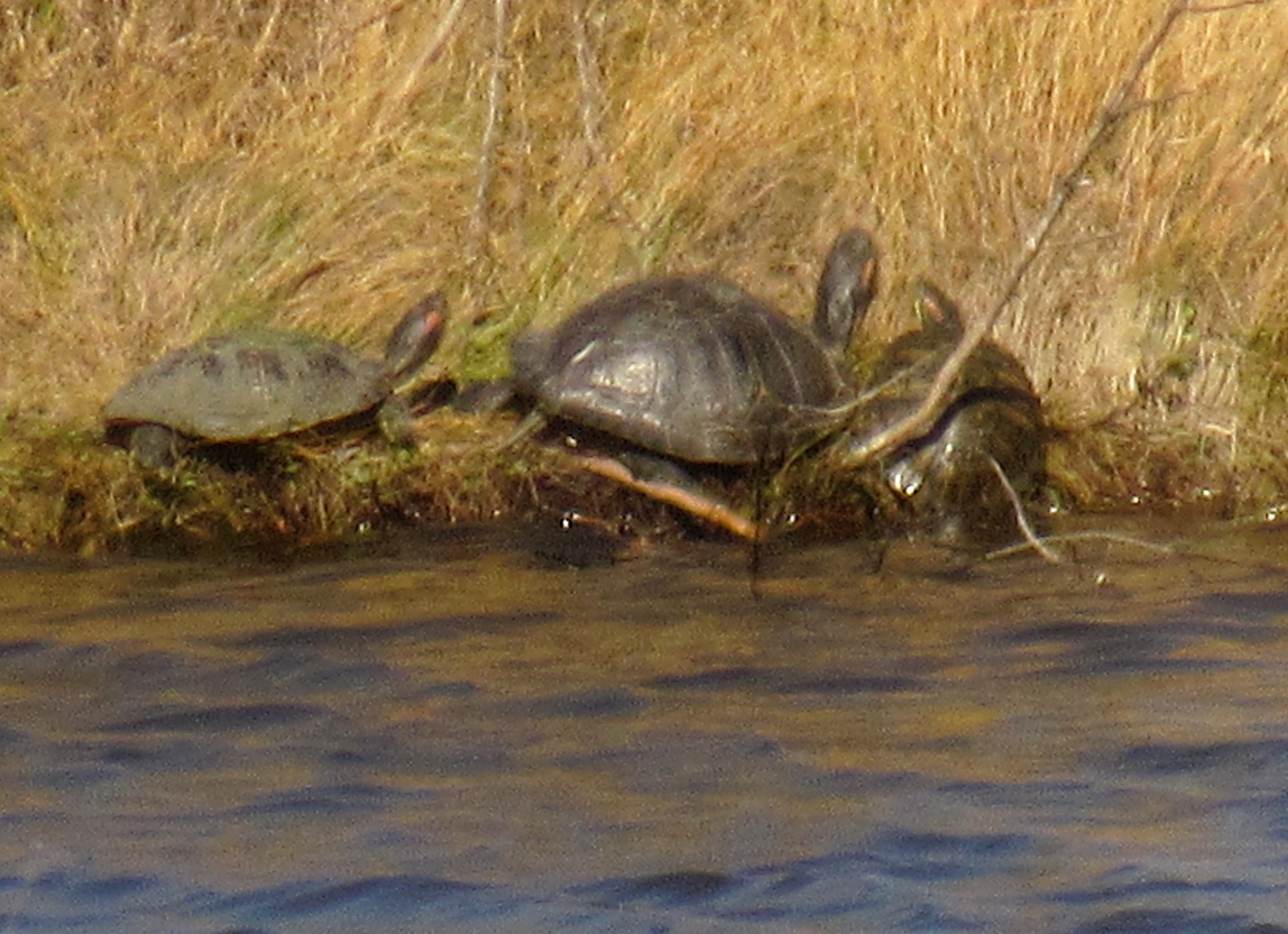 Red-eared Slider 2.jpg