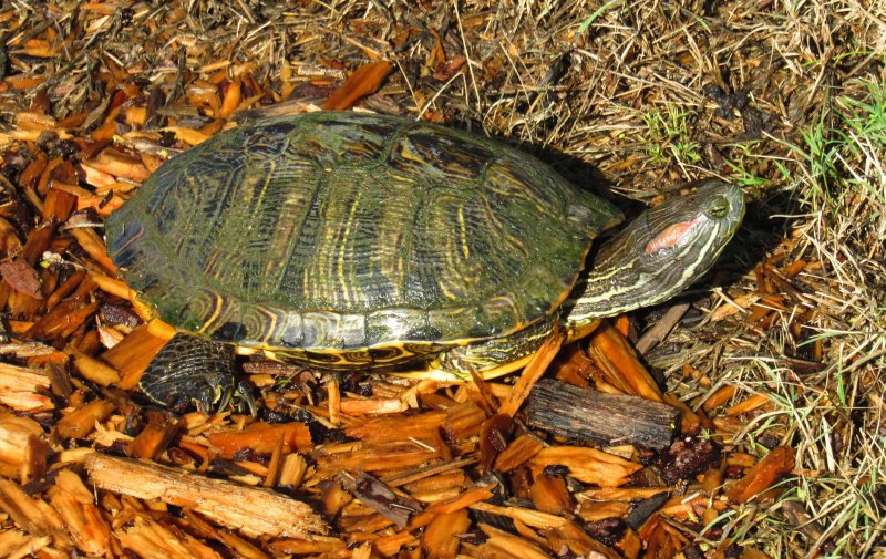 Red Eared Slider 2.jpg