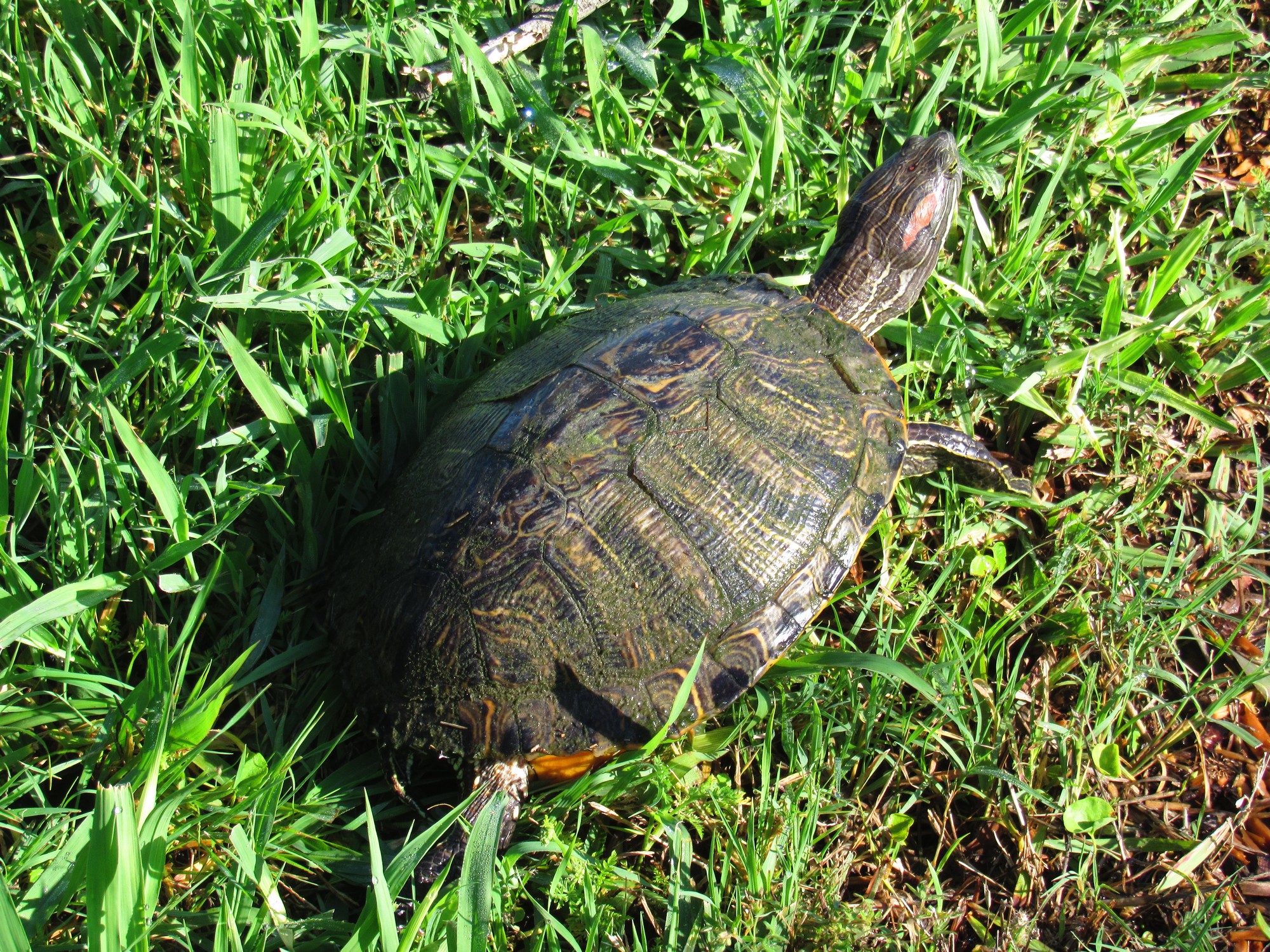 Red-eared Slider 3.jpg
