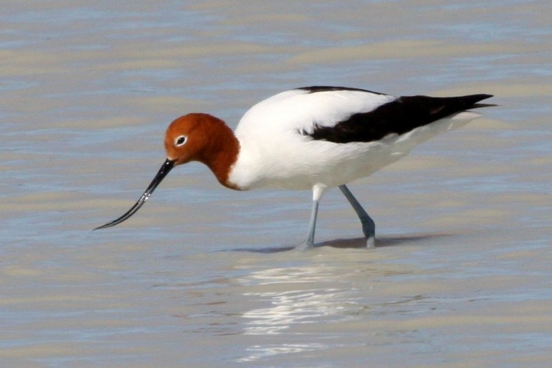 red-necked avocet 03.jpg