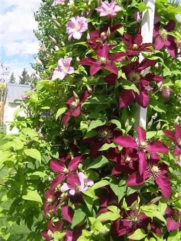 red Niobe and un-known clematis (Small).JPG