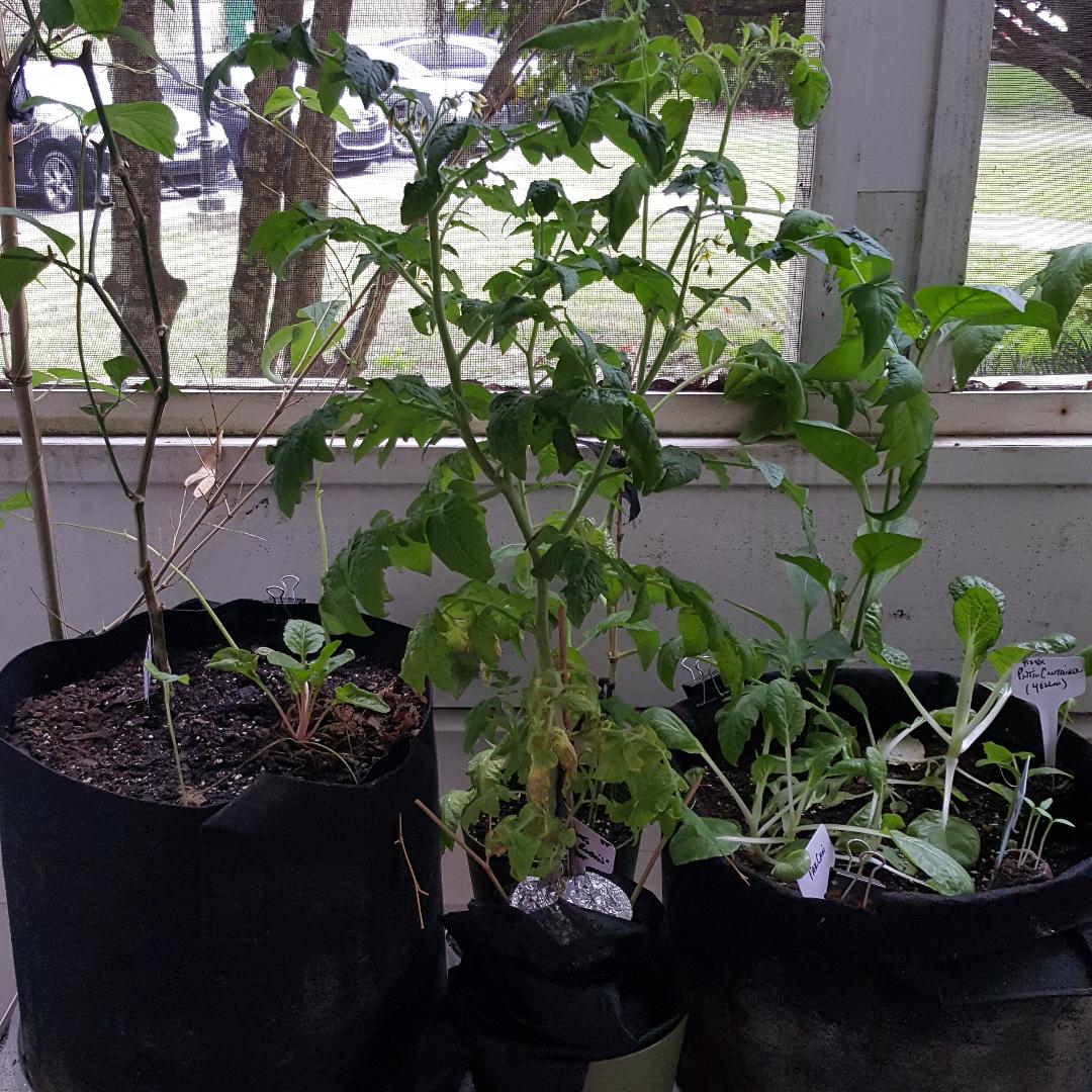 Red Robin Tomato.jpg