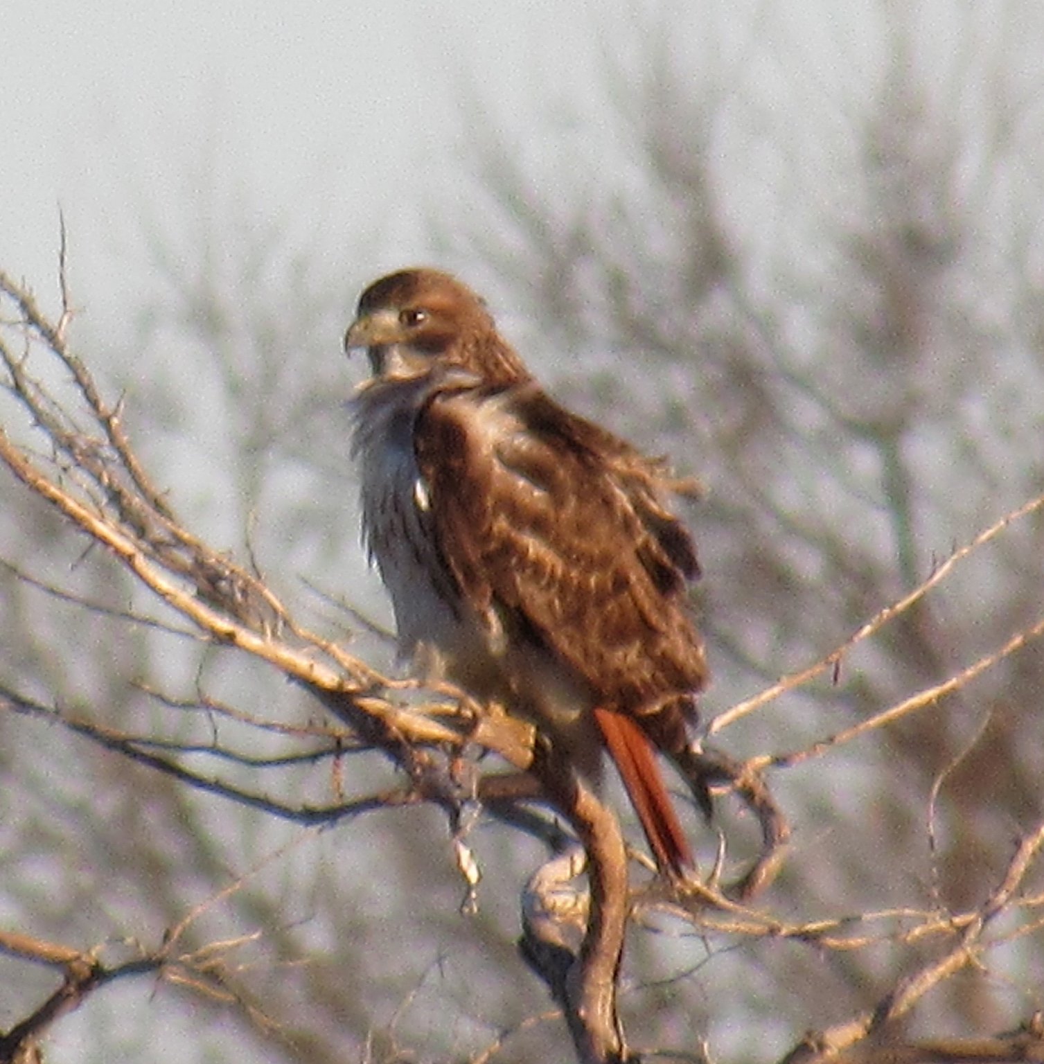 Red-tailed Hawk 1.jpg