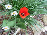 Red Tulip.jpg