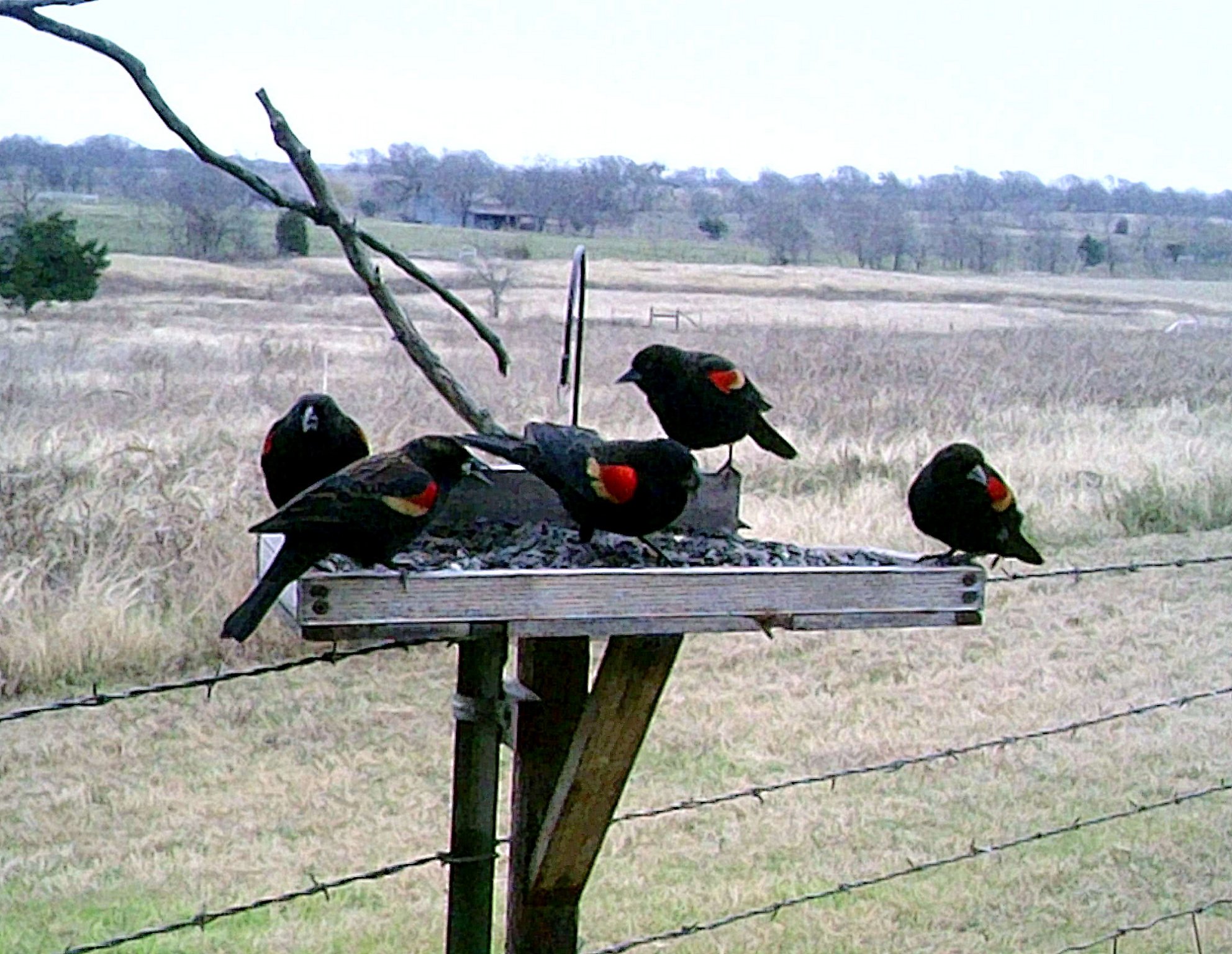 Red-wing Blackbirds.jpg