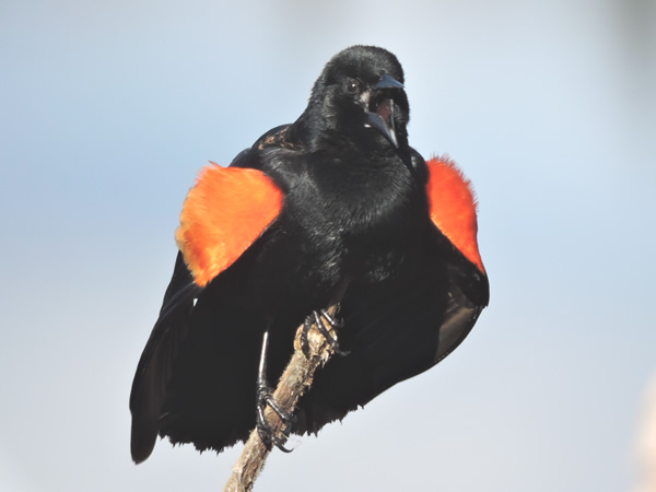 red winged male.jpg