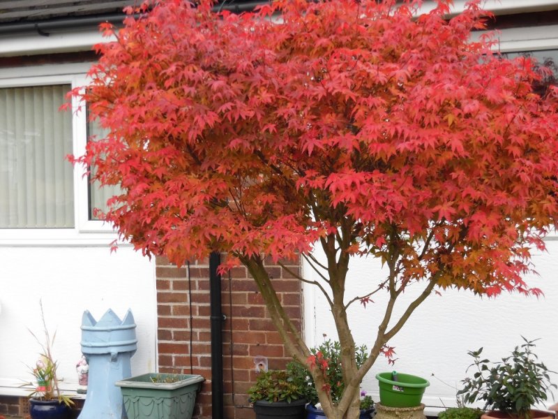 redautumn.jpg