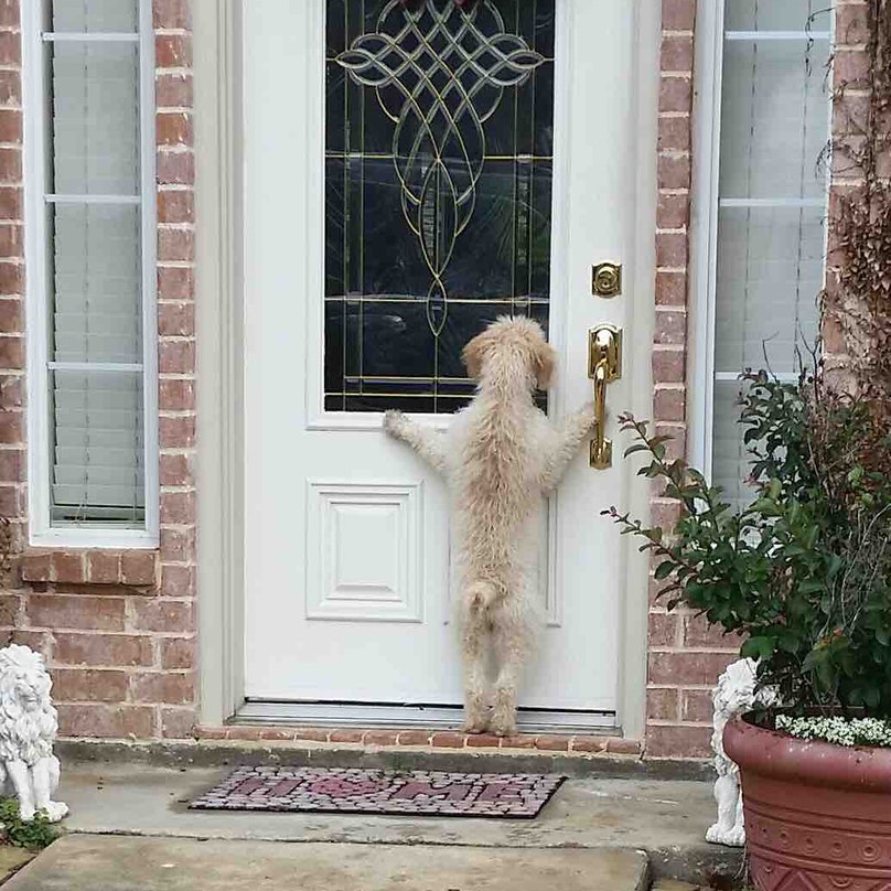 reddit-dog-jokes-11.jpg