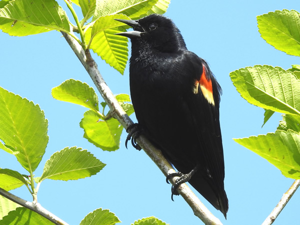 redwing blackbird.jpg