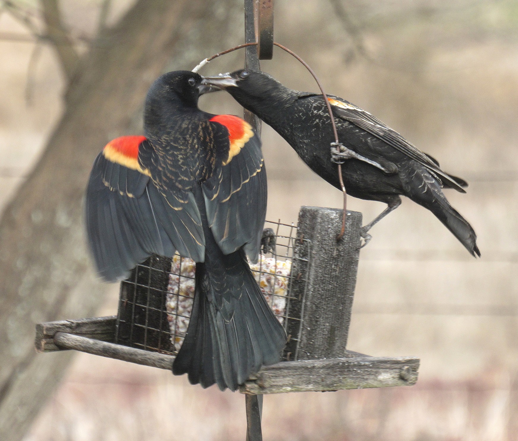 Redwings together.jpg