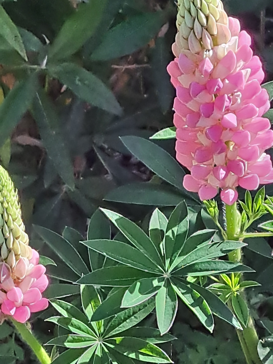 Resize_20250521_095023_3774.jpg