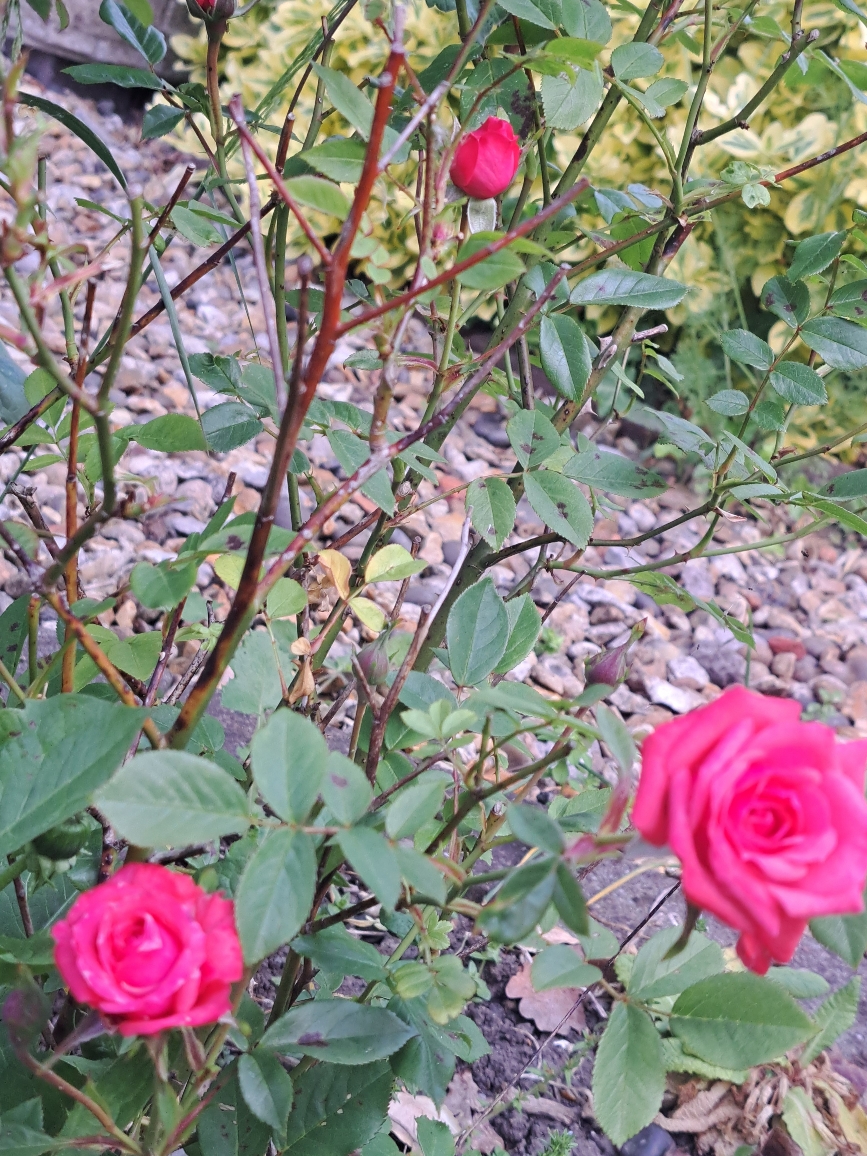 Resize_20250523_093836_6308.jpg